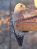 golden fronted woodpecker