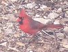 northern cardinal female