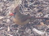 northern cardinal female