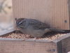 rufous crowned sparrow