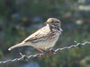 song sparrow