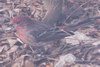 red headed finch