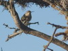 ruby throated humminbird
