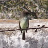 western kingbird