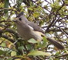 black crested titmouse