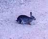 desert cottontail rabbit