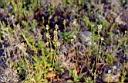 Prairie Pepper Grass
