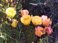 Yellow Cactus Rose