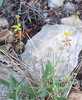 thryallis angustifolia
