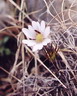 tenpetal anemone
