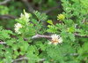 Texas Mimosa flower