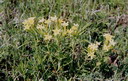 Narrow leaf fringed gromwell puccoon