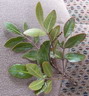 Evergreen Sumac leaves