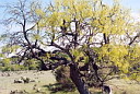 mesquite_old_0102a.jpg